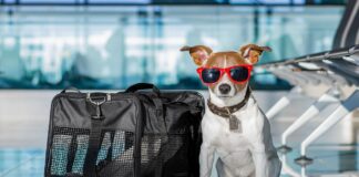 Descubra quais os animais que podem viajar de avião