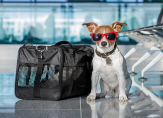 Descubra quais os animais que podem viajar de avião