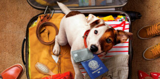 3 documentos necessários para viajar com animais
