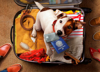 3 documentos necessários para viajar com animais