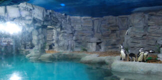 Como comprar ingressos mais Baratos para o Aquário de São Paulo?