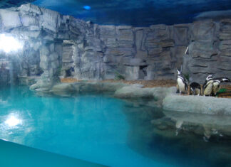 Como comprar ingressos mais Baratos para o Aquário de São Paulo?