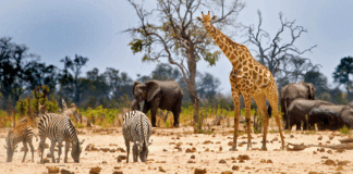 Como comprar um pacote de viagem para Savana, na África?