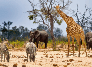 Como comprar um pacote de viagem para Savana, na África?