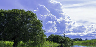 O Pantanal brasileiro e 5 coisas para se fazer lá!