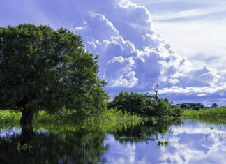 O Pantanal brasileiro e 5 coisas para se fazer lá!