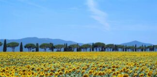 Os 5 destinos mais floridos para visitar na Europa