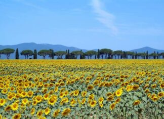 Os 5 destinos mais floridos para visitar na Europa