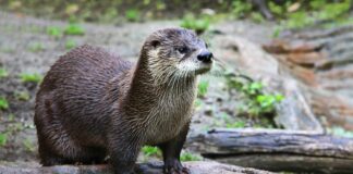 Turismo de conversação ajuda no meio ambiente