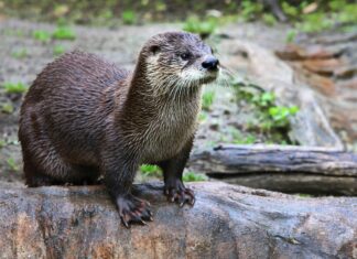 Turismo de conversação ajuda no meio ambiente