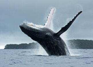 Inverno é ótima oportunidade para ver baleias, ipês e neve no Brasil