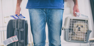 Conheça essas 6 dicas para transportar pets em avião