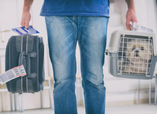 Conheça essas 6 dicas para transportar pets em avião