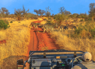 Descubra como fazer viagens baratas pelo Safári nessas 5 dicas