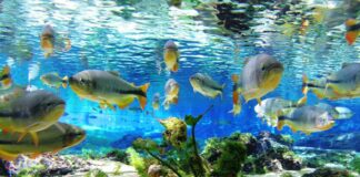 Conheça 5 destinos de ecoturismo no Brasil que são conhecidos