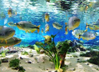 Conheça 5 destinos de ecoturismo no Brasil que são conhecidos