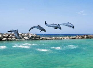 Descubra 7 pontos turísticos na Jamaica para conhecer nesse ano
