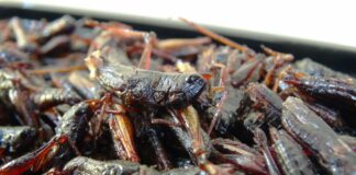 Saiba quais são as 7 comidas de rua mais excêntricas do mundo