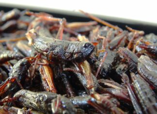 Saiba quais são as 7 comidas de rua mais excêntricas do mundo