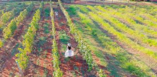 Vinícola Marchese di Ivrea – Saiba como conhecer a Itália sem sair de São Paulo conhecer a Itália sem sair de São Paulo