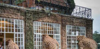 Já pensou em se hospedar em um hotel com girafas ou elefantes soltos? Entenda hotel com girafas