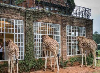 Já pensou em se hospedar em um hotel com girafas ou elefantes soltos? Entenda hotel com girafas