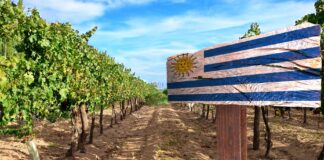 Enoturismo no Uruguai – conheça 4 cidades para fazer a rota do vinho no Uruguai rota do vinho no Uruguai