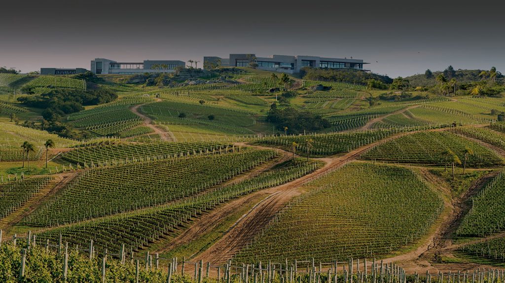 rota do vinho no Uruguai