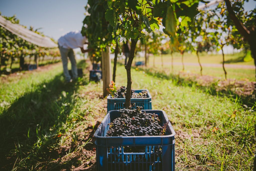 rota do vinho no Uruguai